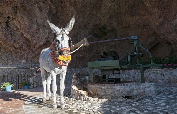 Donkey-powered olive press