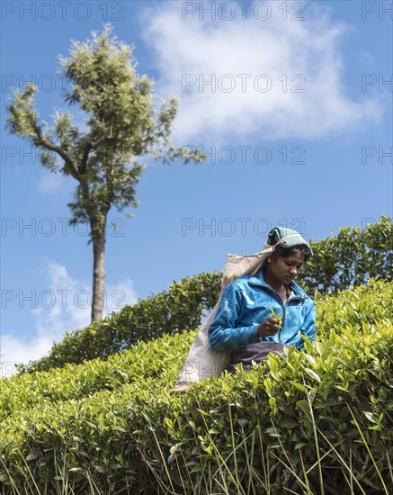 Tea Picker at Dambatenne tea plantation