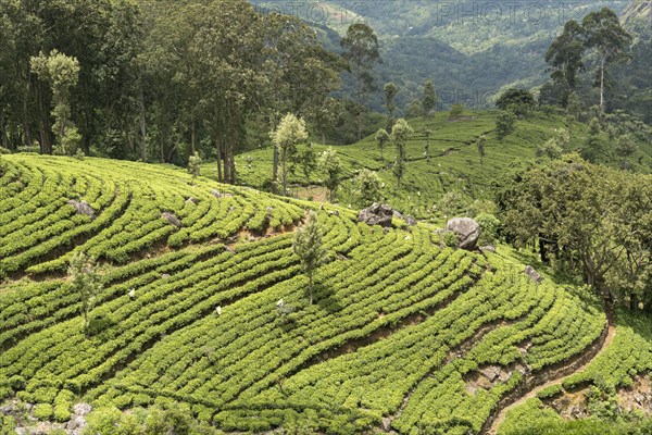 Dambatenne tea plantation