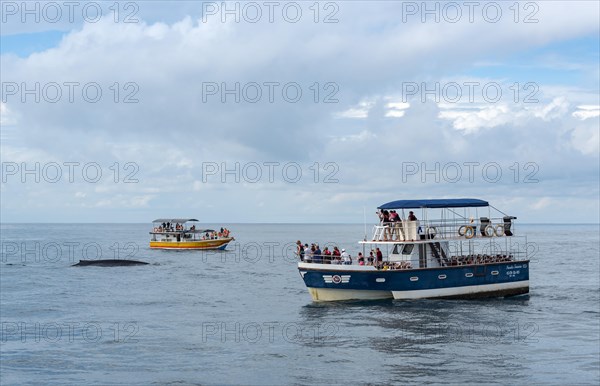 Whale watching in Mirissa