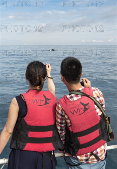 Whale Watching