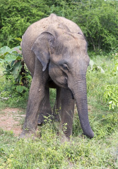 Indian Elephant