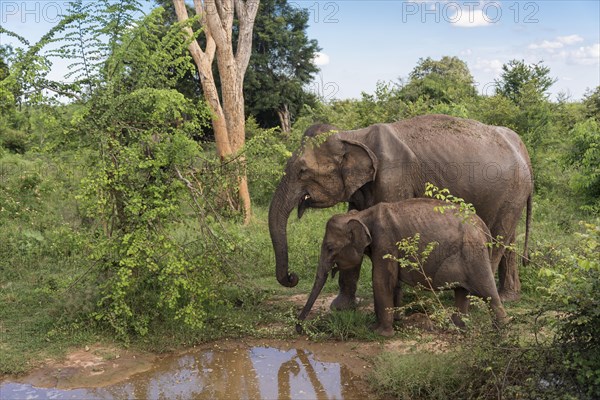 Indian Elephants