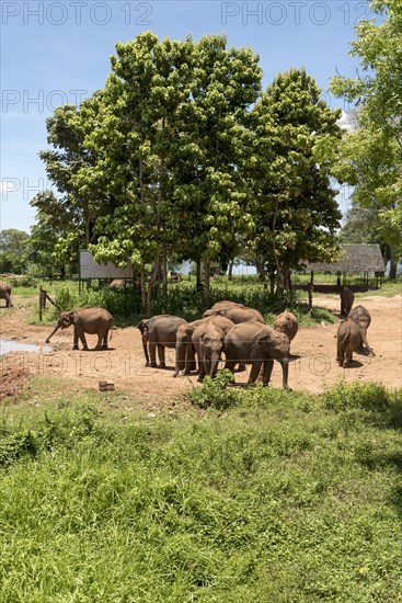 Indian Elephants