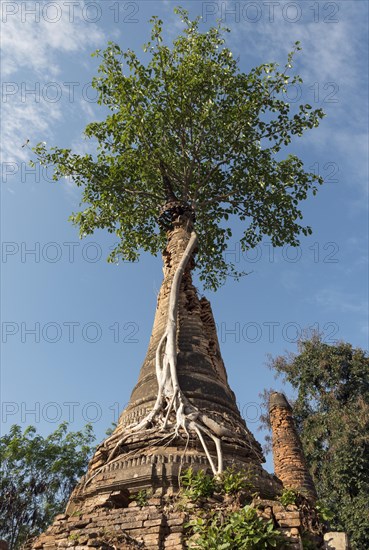 Crumbling stupa overgrown with a tree