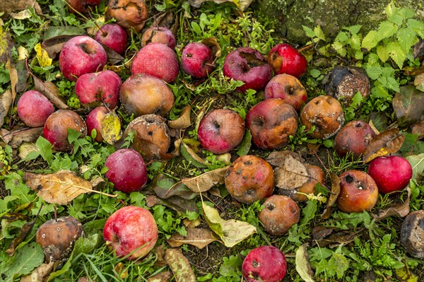 Rotten red apples under apple tree