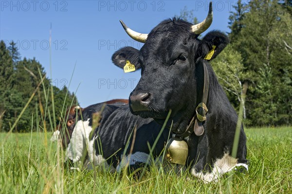 Black and white cow with cow bell lying in the pasture