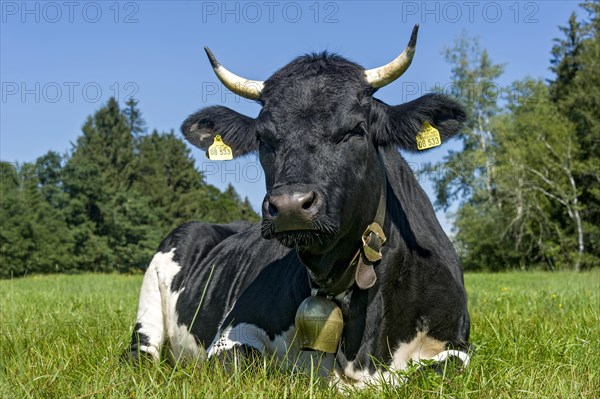 Black and white cow with cow bell lying in the pasture