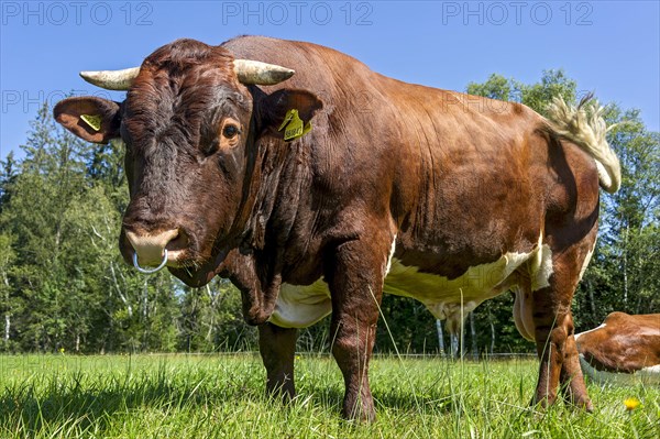 Brown and white spotted bull with nose ring in the pasture