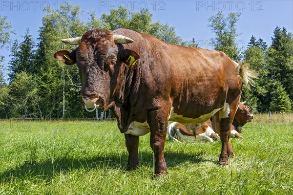 Brown and white spotted bull with nose ring in the pasture