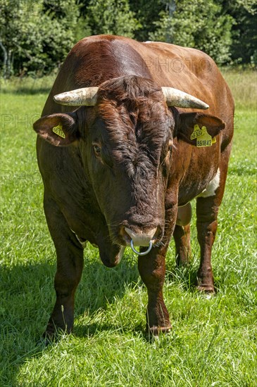 Brown and white spotted bull with nose ring in the pasture