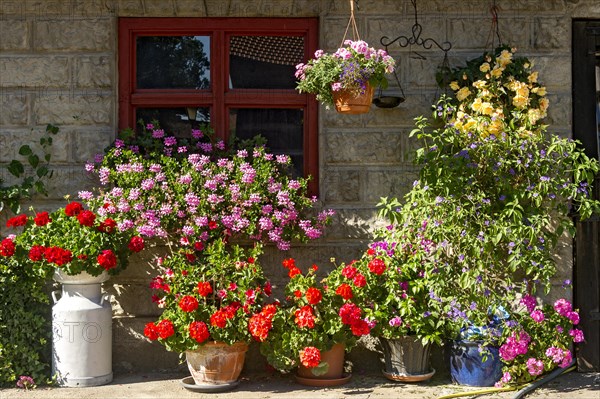 Geraniums