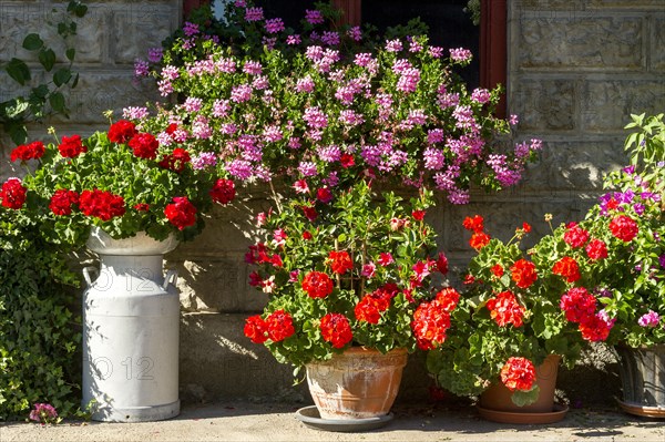 Geraniums