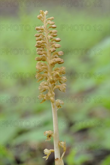 Bird's-nest Orchid