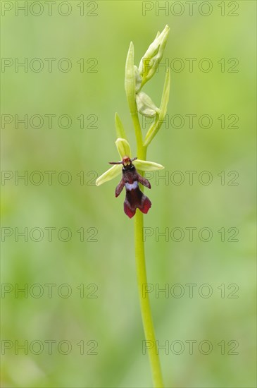 Fly Orchid