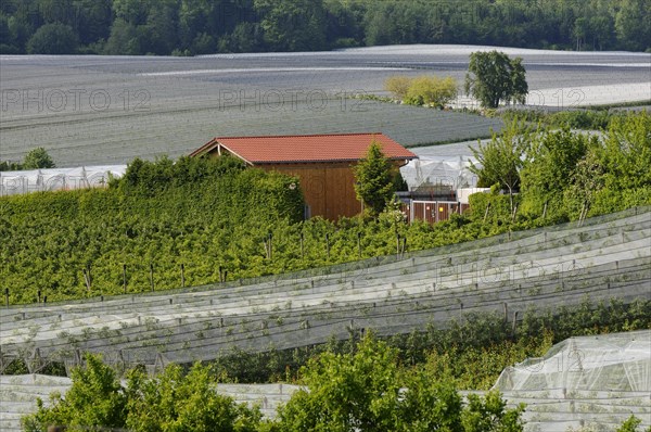 Fruit growing plantation protected with nets