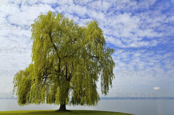 Weeping Willow