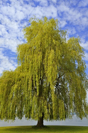 Weeping Willow