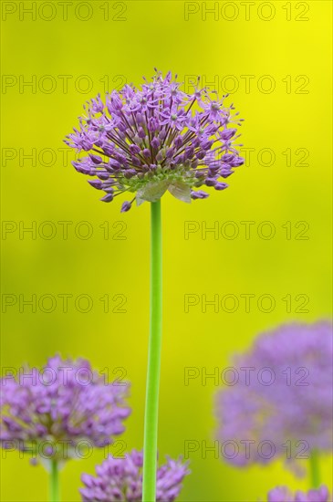 Persian Onion or Star of Persia