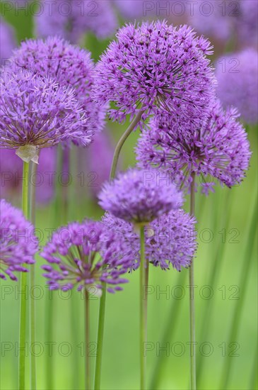 Persian Onion or Star of Persia