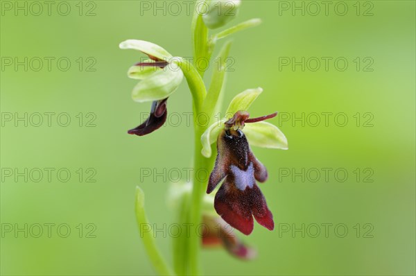 Fly orchid