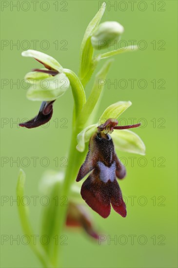 Fly orchid