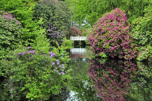 Landscaped garden and Lutetsburg Castle Park with old rhododendrons