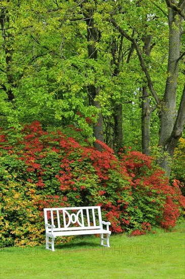 Landscaped garden and Lutetsburg Castle Park with old rhododendrons