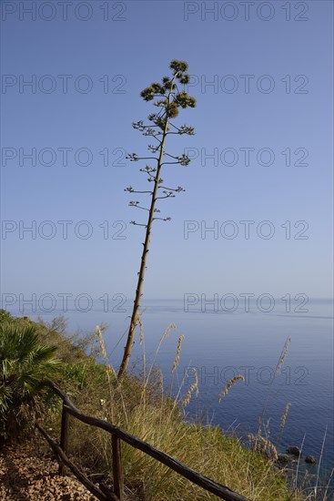 Flowering agave on coastal footpath