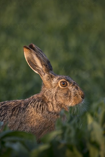 Hare