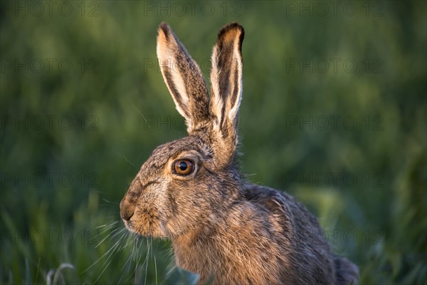 Hare