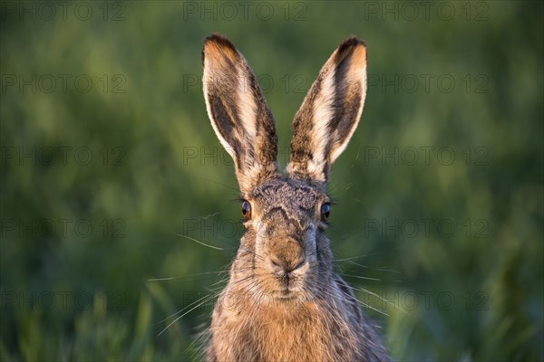 Hare