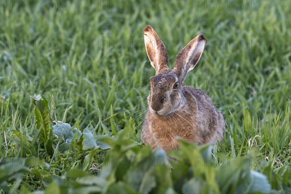 Hare