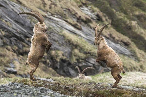 Alpine Ibexes