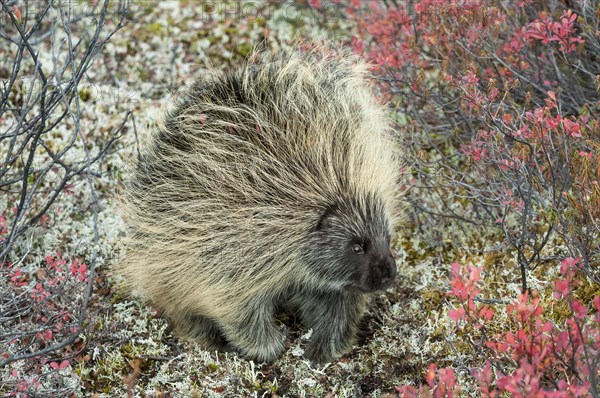 North American Porcupine