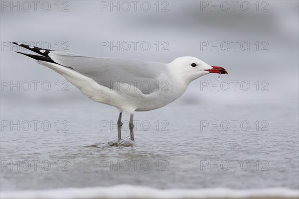 Audouin's gull