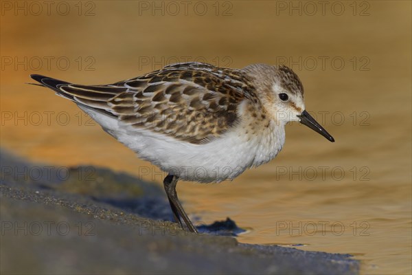 Little Stint