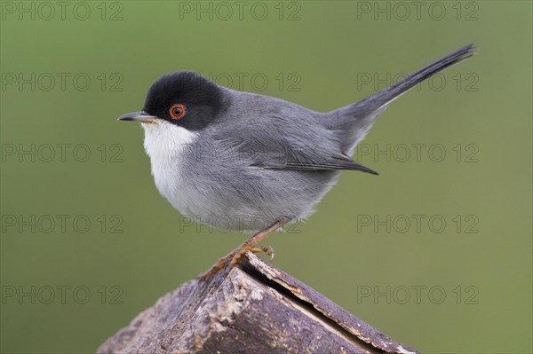 Sardinian Warbler