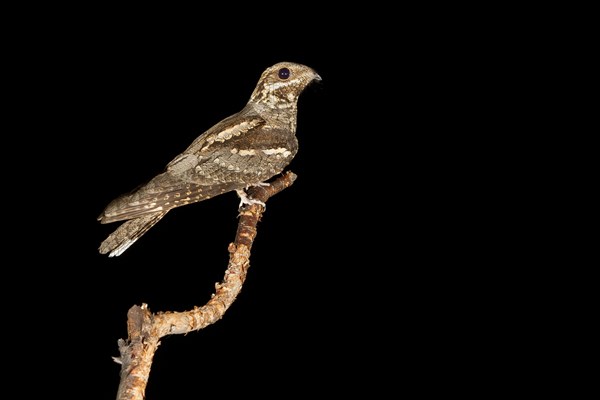 European Nightjar