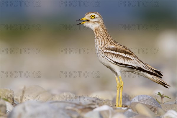 Stone Curlew