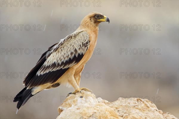 Greater Spotted Eagle