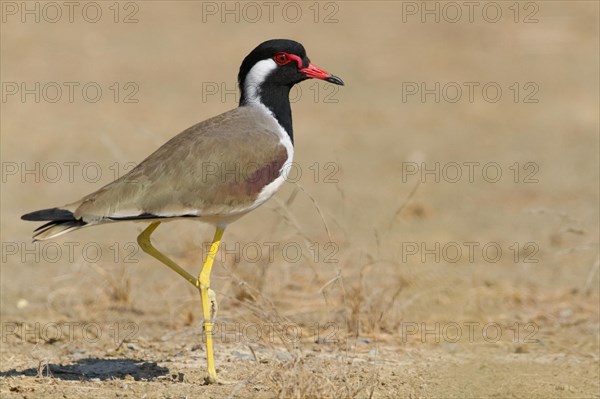 Red-wattled Lapwing