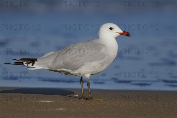 Audouin's Gull