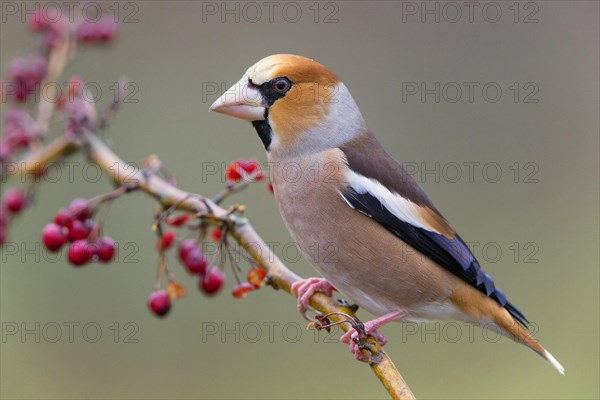 Hawfinch