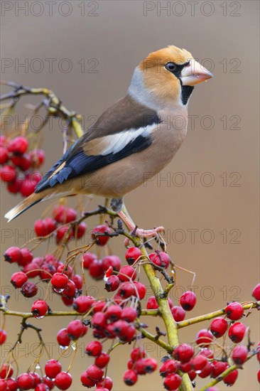 Hawfinch