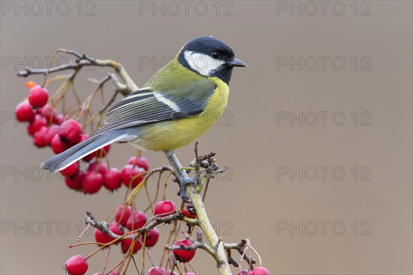 Great Tit