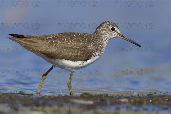 Green Sandpiper