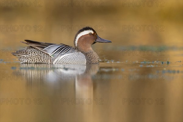 Garganey