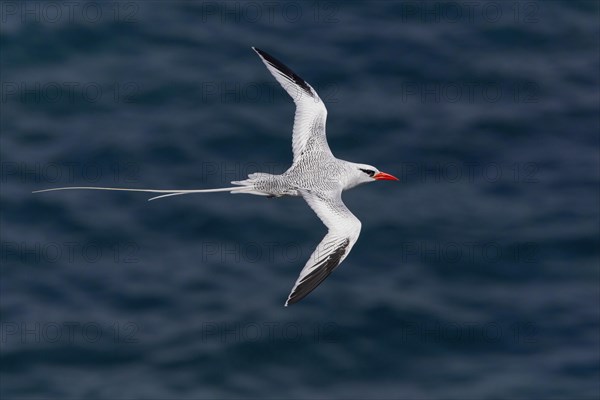 Red-billed Tropicbird