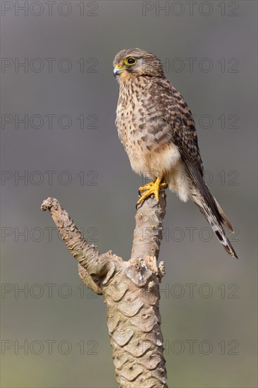 Neglected Kestrel